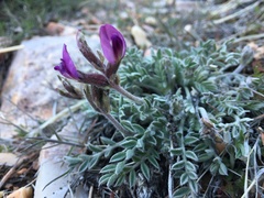 Astragalus leucolobus
