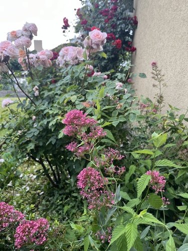 Eurasian Hummingbird Hawkmoth
