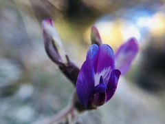 Astragalus leucolobus