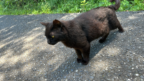 Domestic Cat