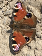 Aglais io
