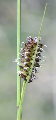 Carex rotundata