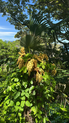 Chusan Palm