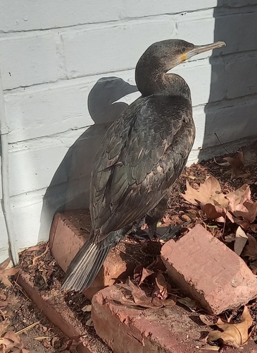 iNaturalist image