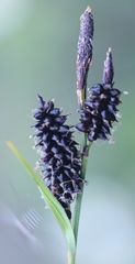 Carex rotundata