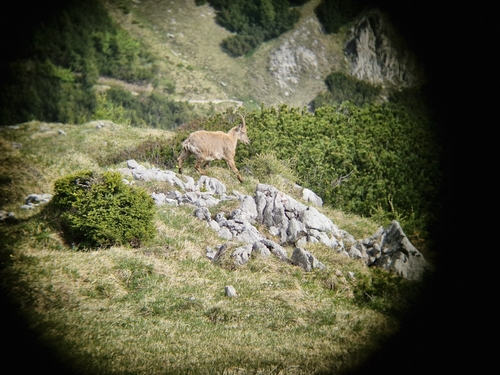 Alpine Ibex