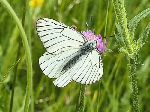 Black-veined White