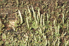 Cladonia rigida