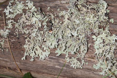 Hypogymnia subphysodes