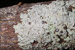 Physcia austrostellaris