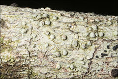 Pertusaria pertractata