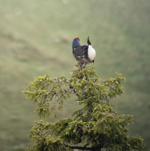 Black Grouse