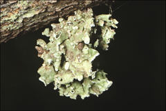 Ramalina inflata
