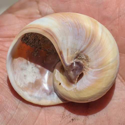 Hypterita helicoides observed 2026-05-28