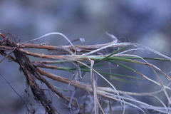 Carex rupestris