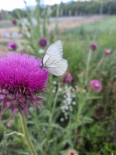 Black-veined White