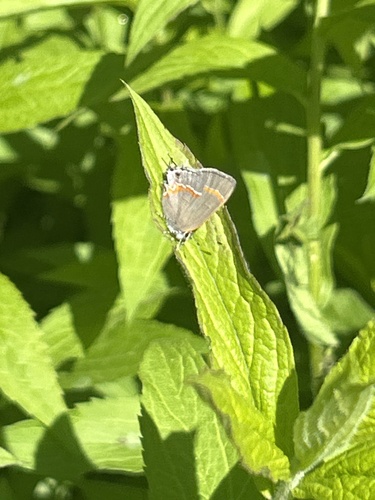 Red-Banded Hairstreak