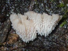 Gloiodon occidentalis