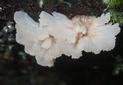 Gloiodon occidentalis