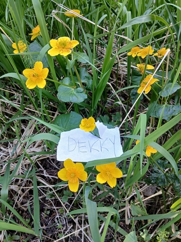 marsh marigold