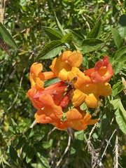 Tecomeae