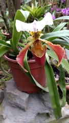 Paphiopedilum