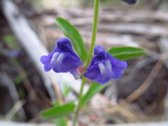 Scutellaria angustifolia