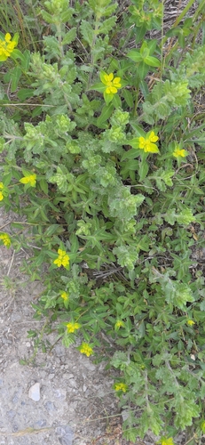 Euphorbia verrucosa, photograph 3