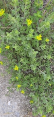 Euphorbia verrucosa, photograph author not stated, no rights reserved