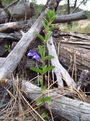 Scutellaria angustifolia
