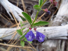 Scutellaria angustifolia