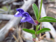 Scutellaria angustifolia