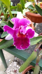 Cattleya trianae