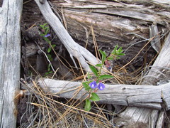 Scutellaria angustifolia