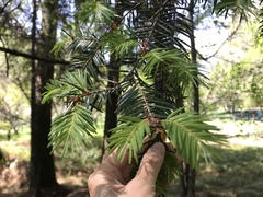 Pseudotsuga wilsoniana