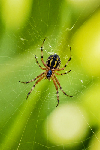 Bordered Orbweaver