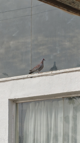 Speckled Pigeon