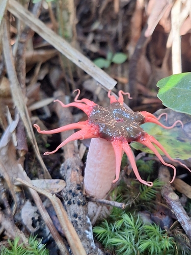 anemone stinkhorn fungus