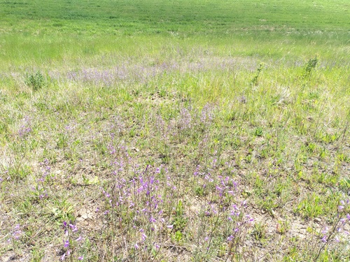 Siberian Bellflower