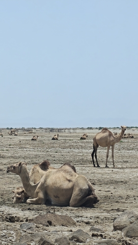 Dromedary Camel