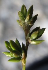Carex tenuiflora