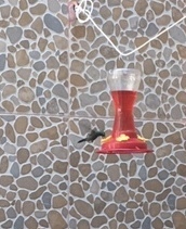 Trochilidae