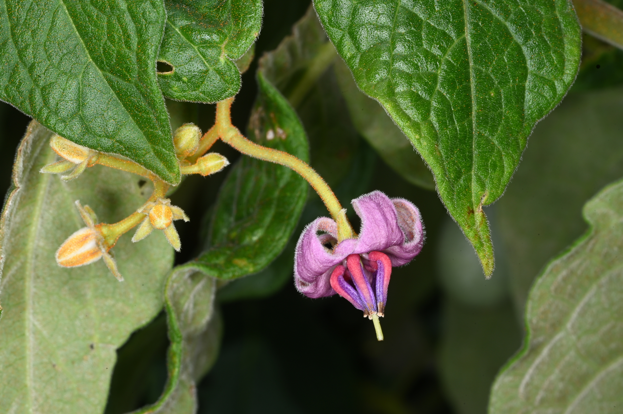 Solanum ovum-fringillae