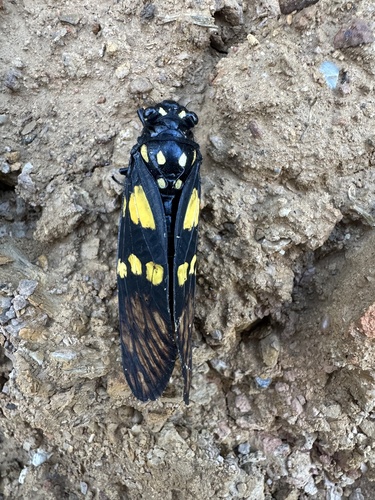 Speckled Black Cicada