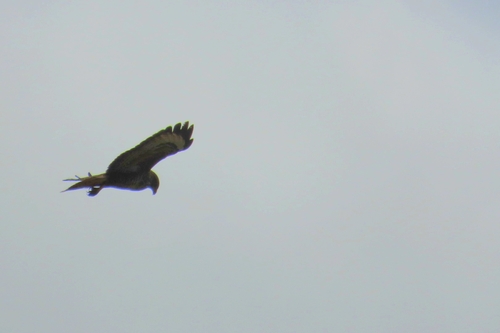 Common Buzzard