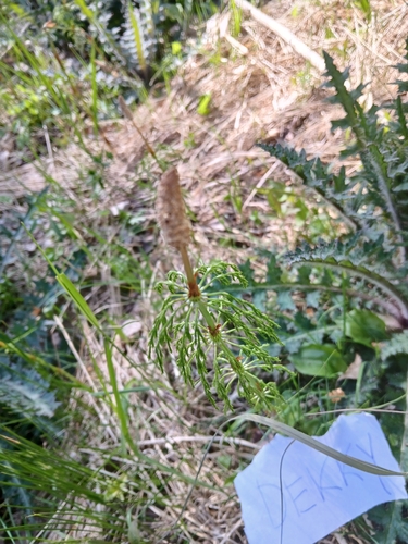 wood horsetail