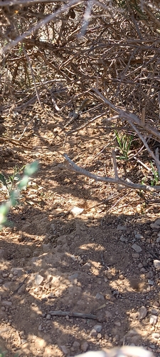 Spiny-footed Lizard