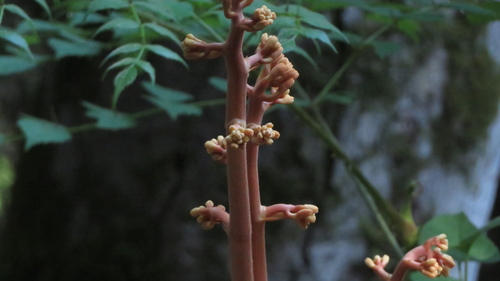 Cyrtosia septentrionalis
