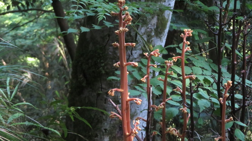 Cyrtosia septentrionalis, photograph 1