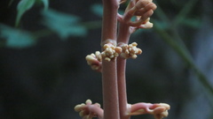 Cyrtosia septentrionalis, photograph (c) yajapin, some rights reserved (CC BY)
